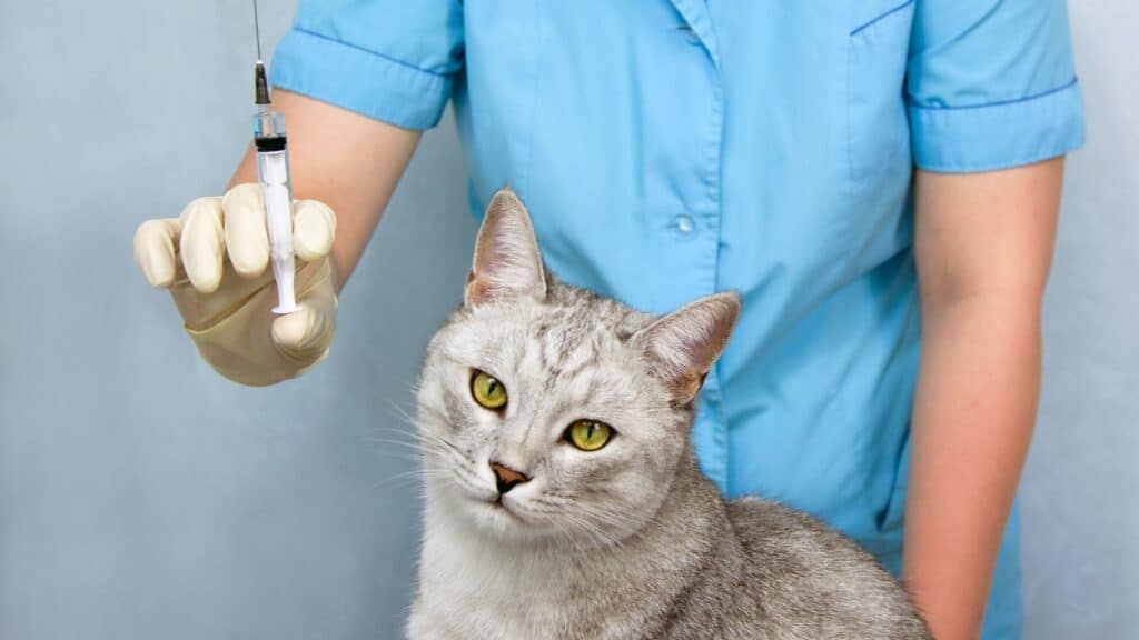 kedi aşılama takvimi