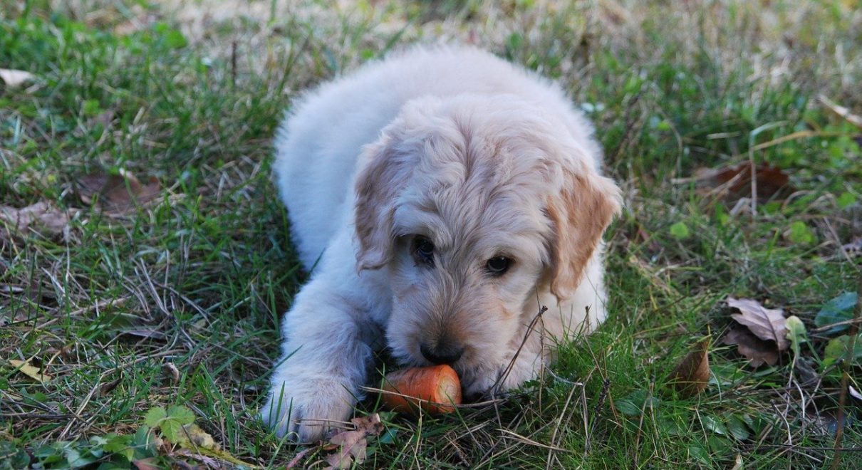 köpeklerin yiyebileceği sebze ve meyveler