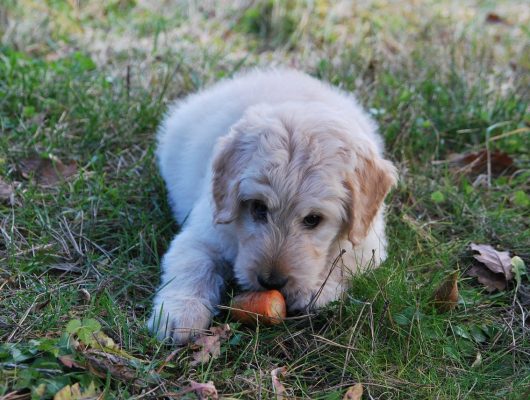 köpeklerin yiyebileceği sebze ve meyveler