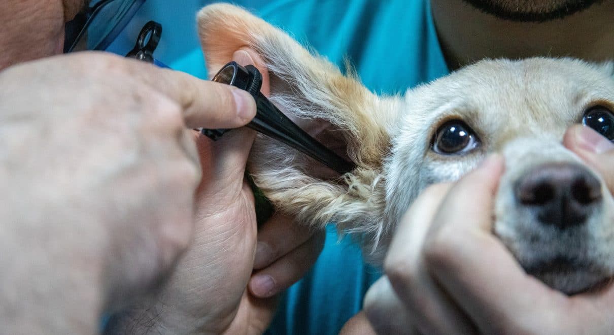 veterinerler hakkında gerçekler