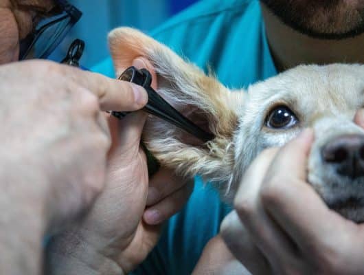 veterinerler hakkında gerçekler
