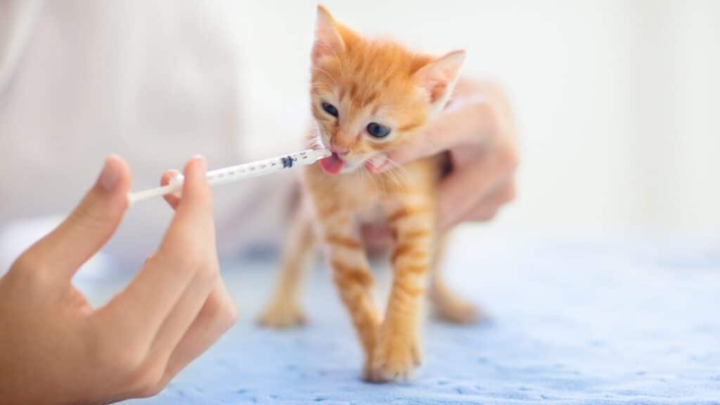 kedi aşılama takvimi