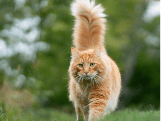 Kedi