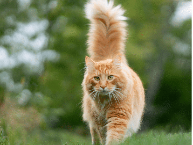 Kedi