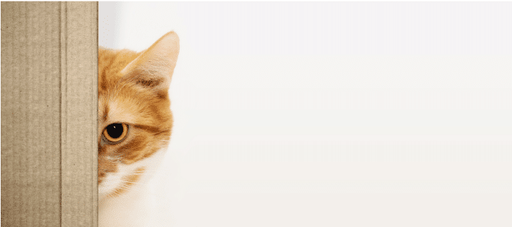 kedi beden dili