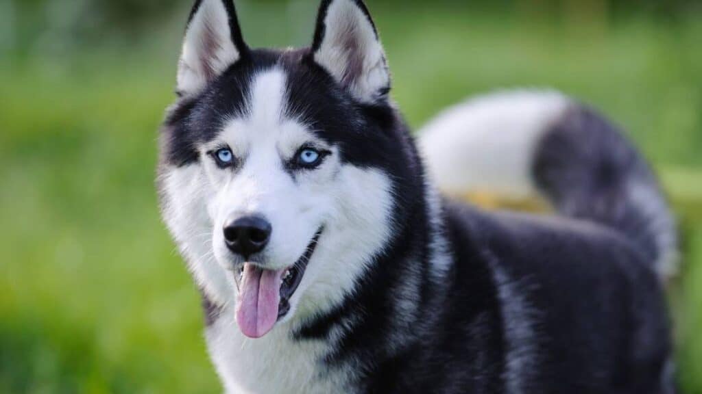 köpek ırkları