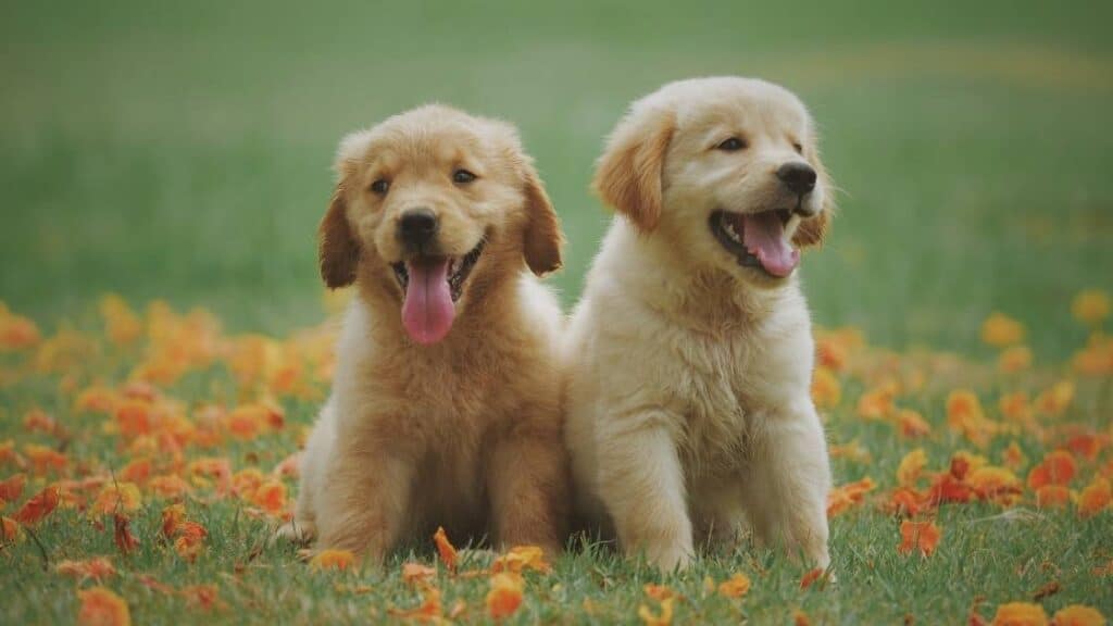 köpek ırkları