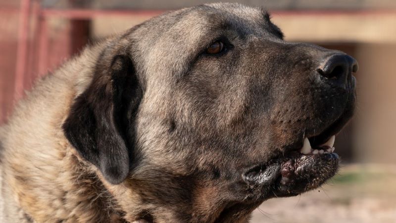 köpek ırkları