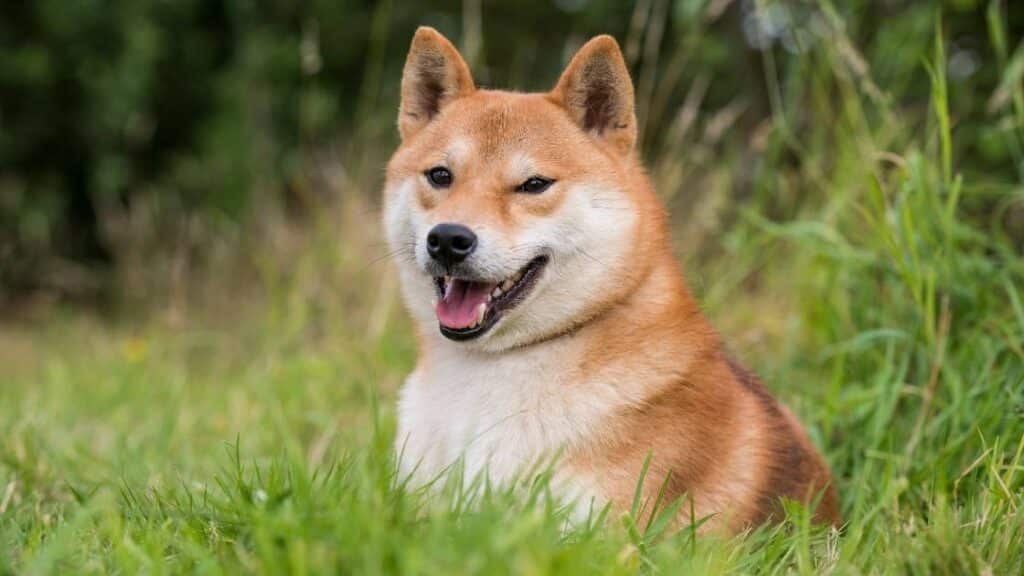 köpek ırkları