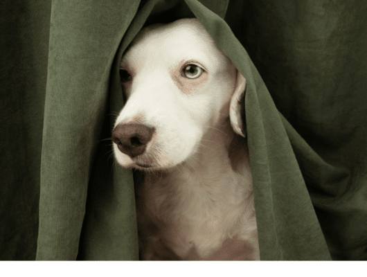 korkmus köpek