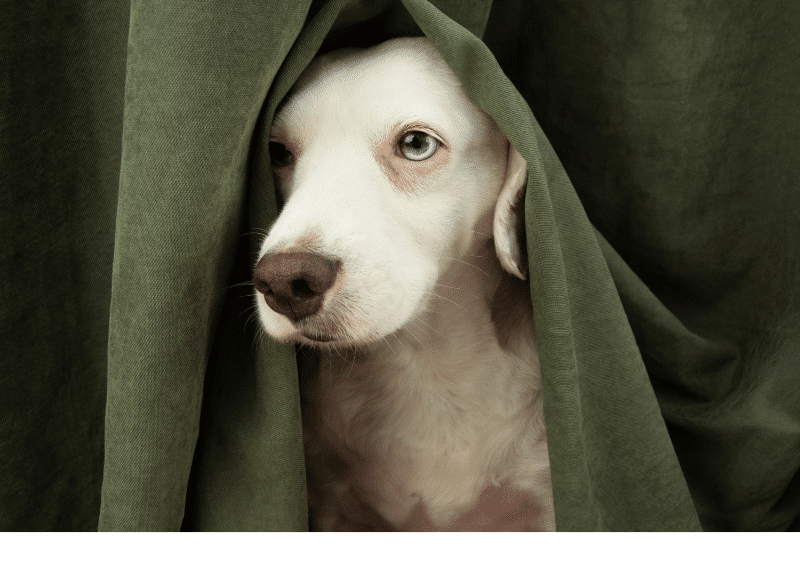 korkmus köpek