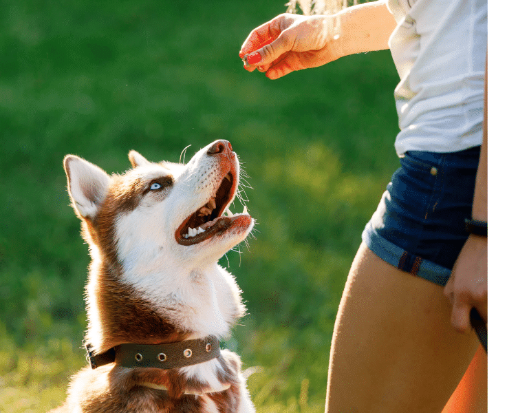 köpek egitimi