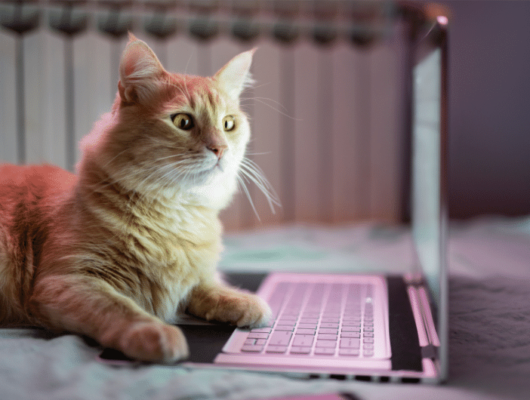 Kedi tüy saglıgı