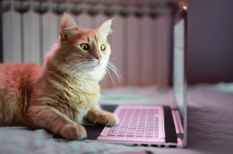 Kedi tüy saglıgı