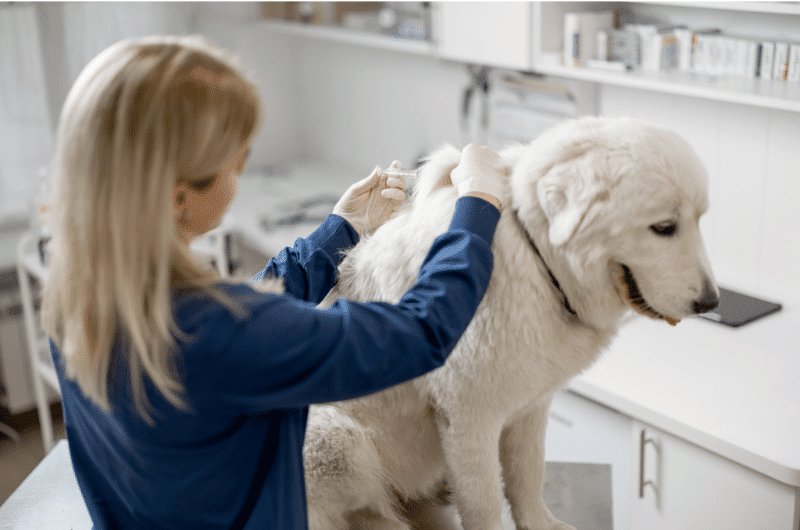 köpek aşı takvimi