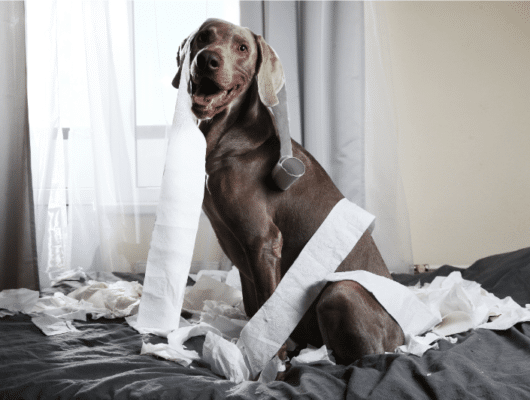 köpek tuvalet egitimi