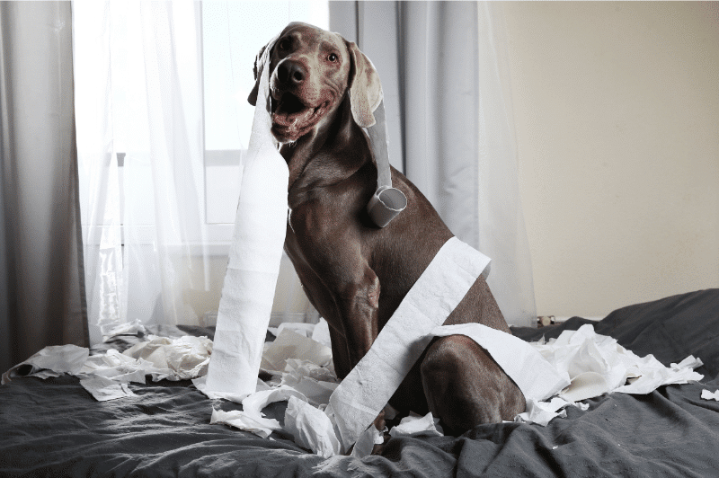 köpek tuvalet egitimi