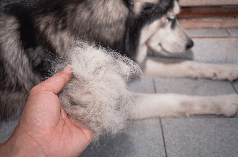 köpegimin tüyleri neden dökülüyor