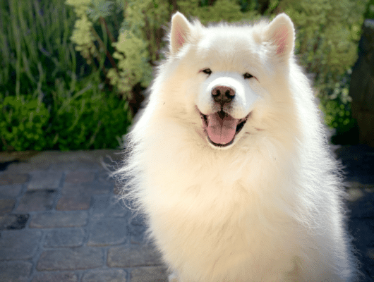 köpek ödül maması alerji