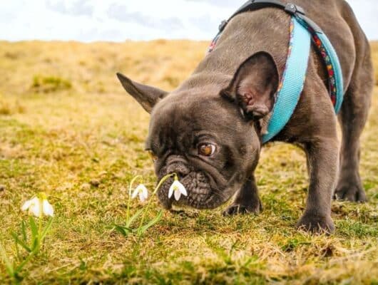 köpeklerde koku duyusu