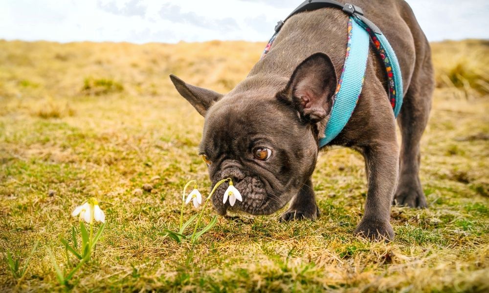köpeklerde koku duyusu