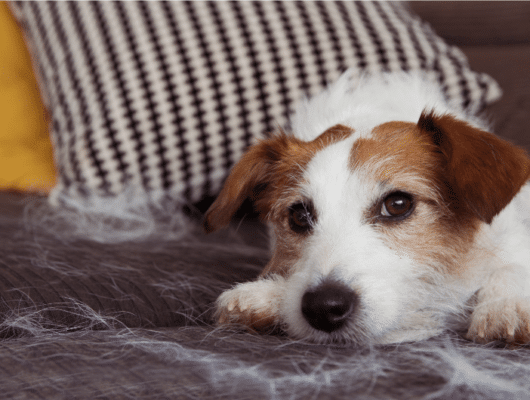 köpek tüy dökülmesi