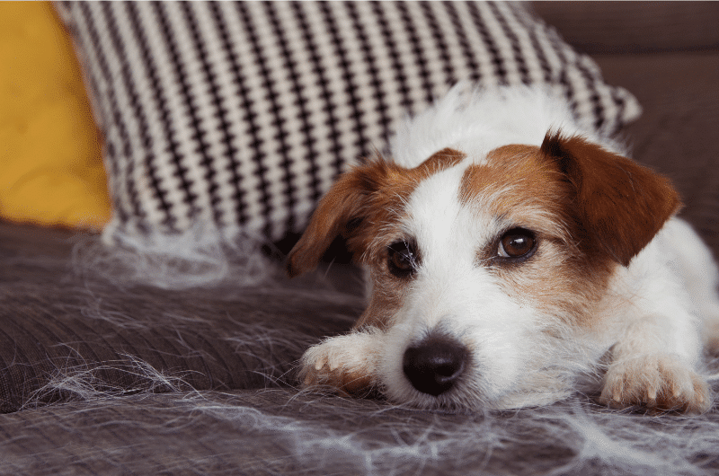 köpek tüy dökülmesi