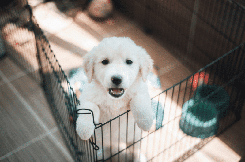 köpeklerde tuvalet egitimi