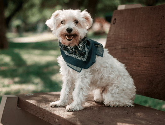 Köpeklerde Tasma Seçimi