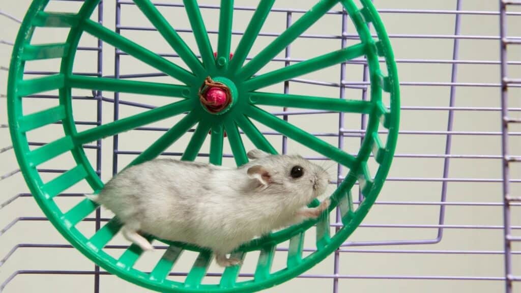 hamsterların bakımı