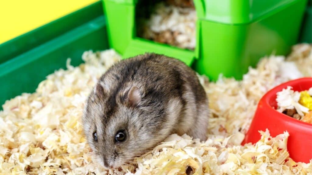 hamsterların bakımı