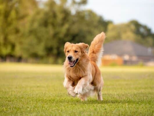 golden retriever