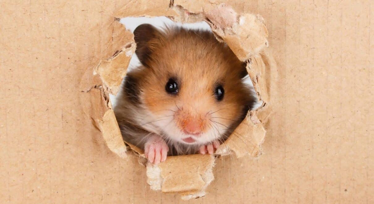 hamsterların bakımı