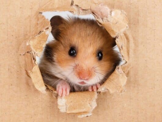 hamsterların bakımı