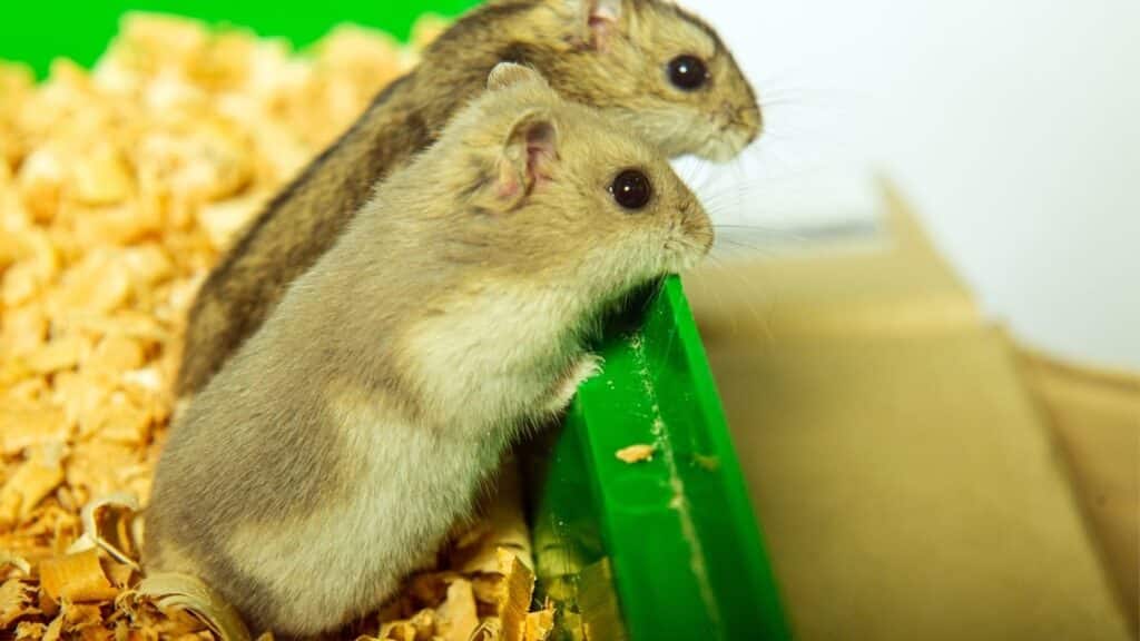 hamsterların bakımı