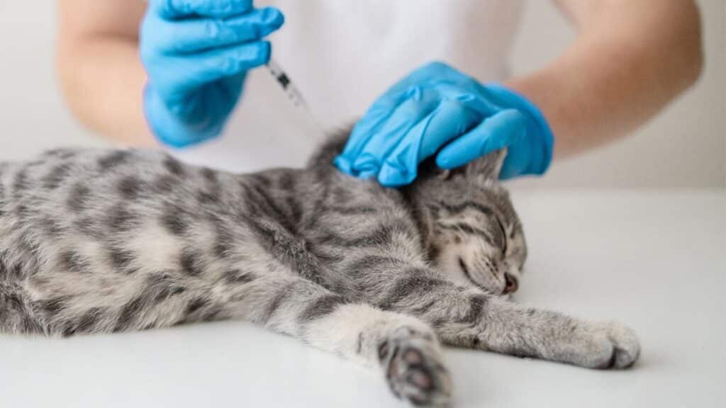 kedi aşılama takvimi
