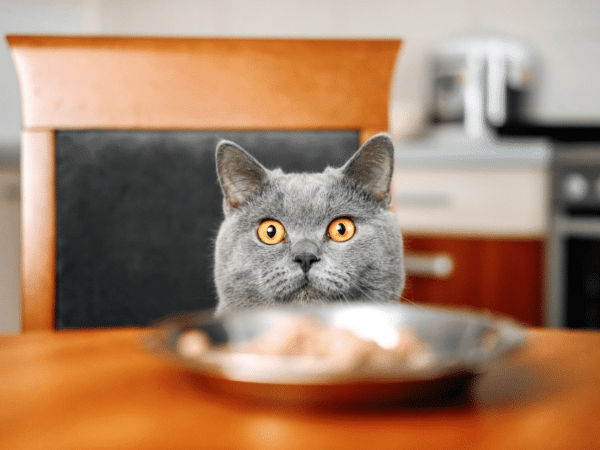 kedi sağlıklı beslenme