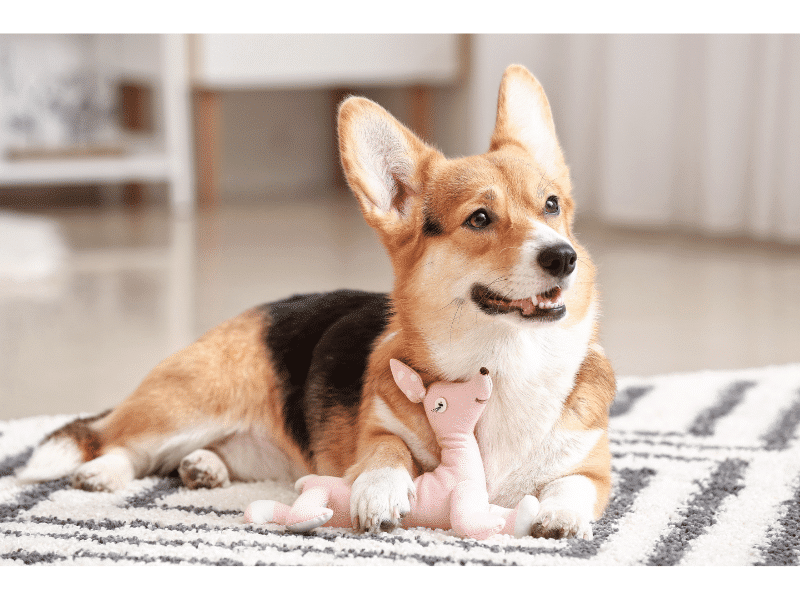 köpek