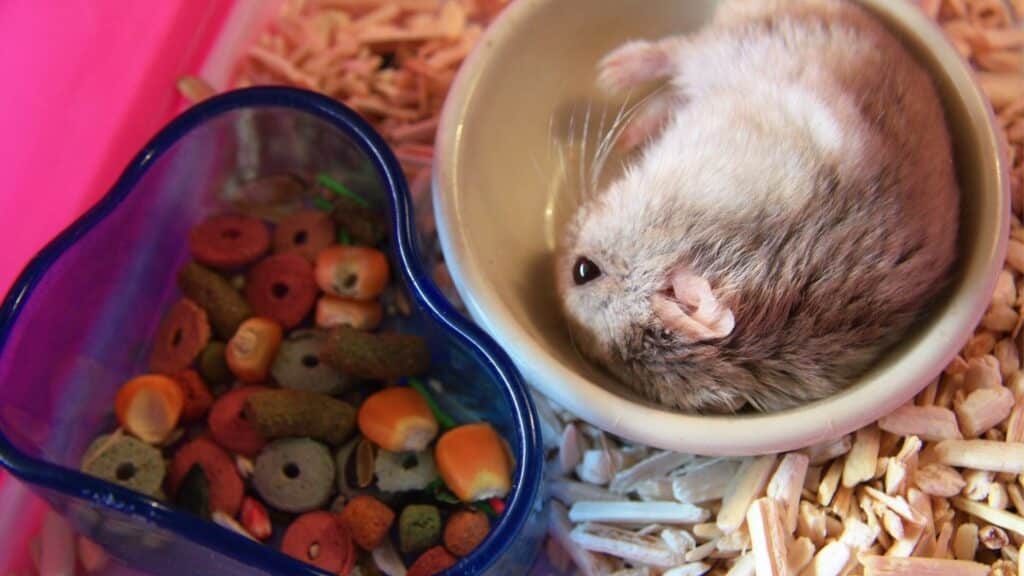 hamsterların bakımı