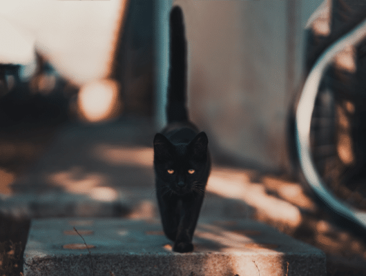 siyah tüylü kedi
