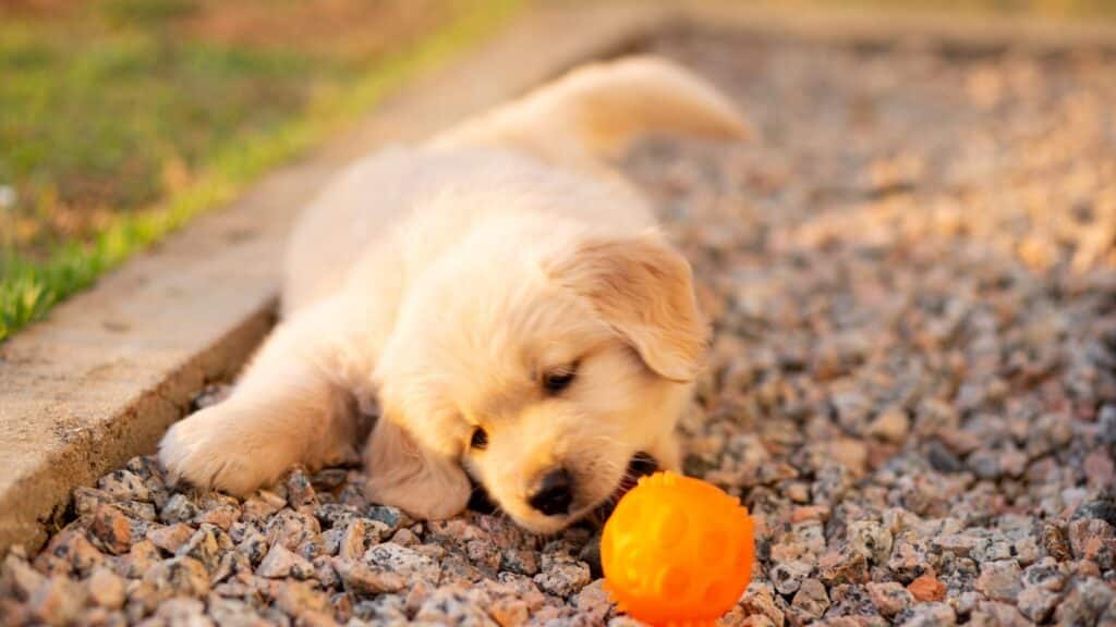 golden retriever