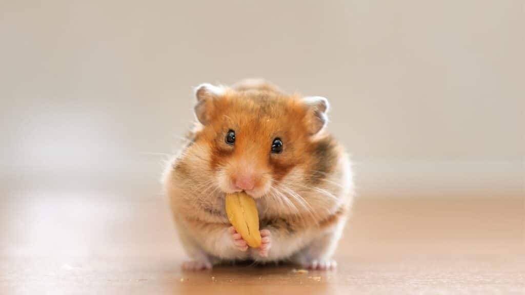 hamsterların bakımı