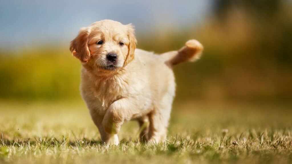 golden retriever