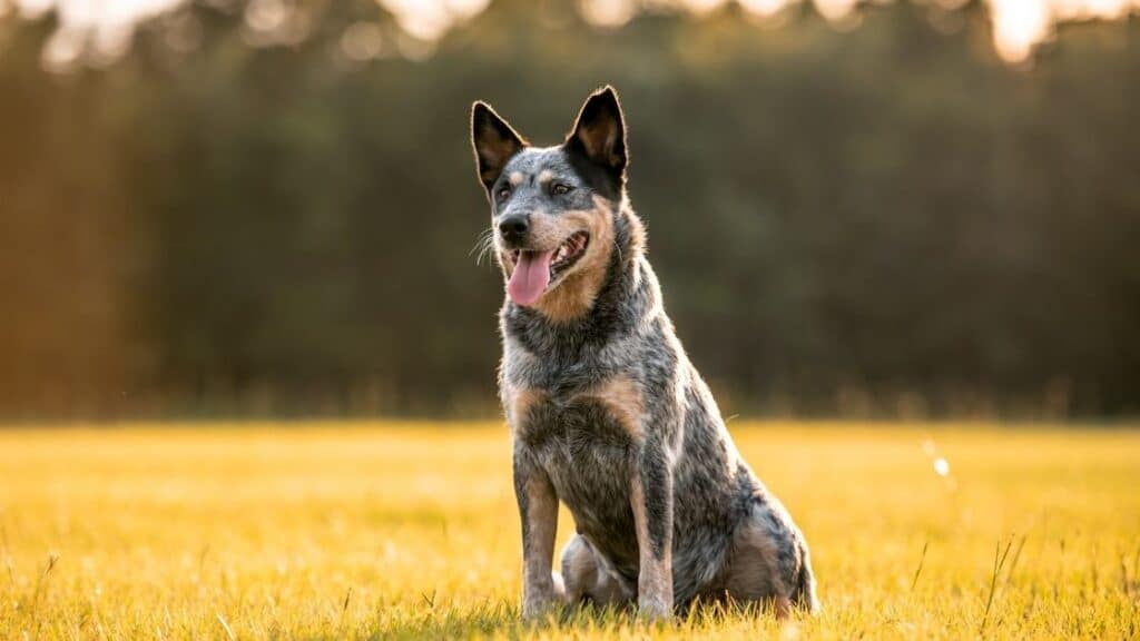 en zeki köpek türleri