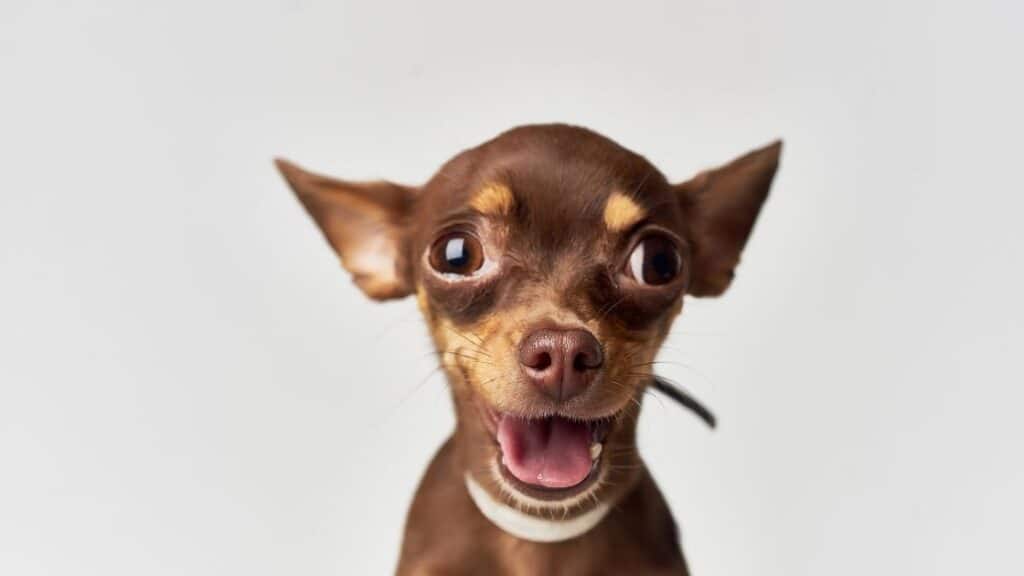 küçük köpek cinsleri