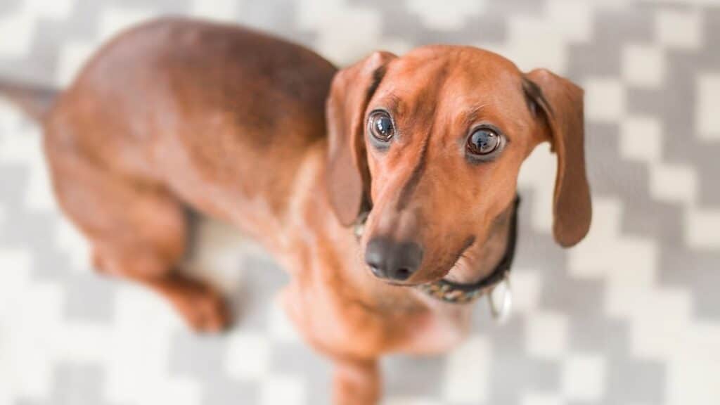 küçük köpek cinsleri