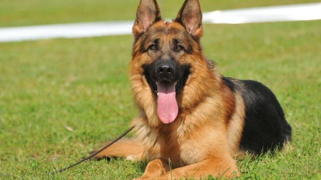 en zeki köpek türleri