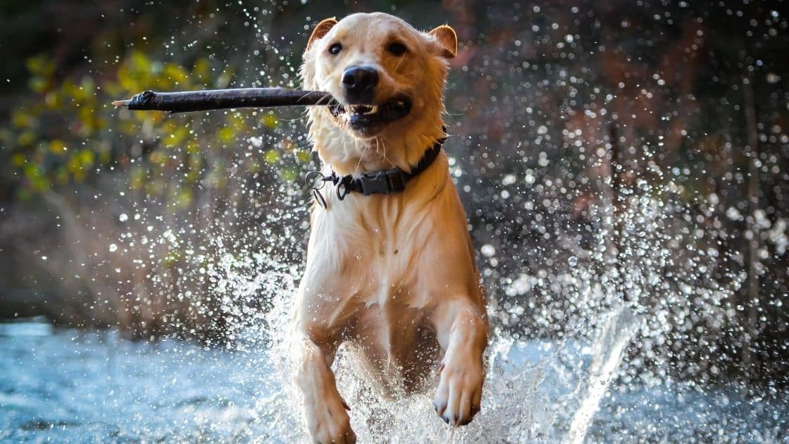 en zeki köpek türleri
