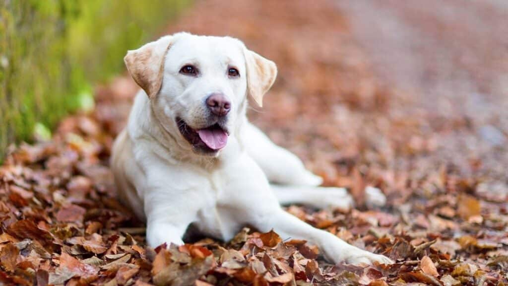 en zeki köpek türleri