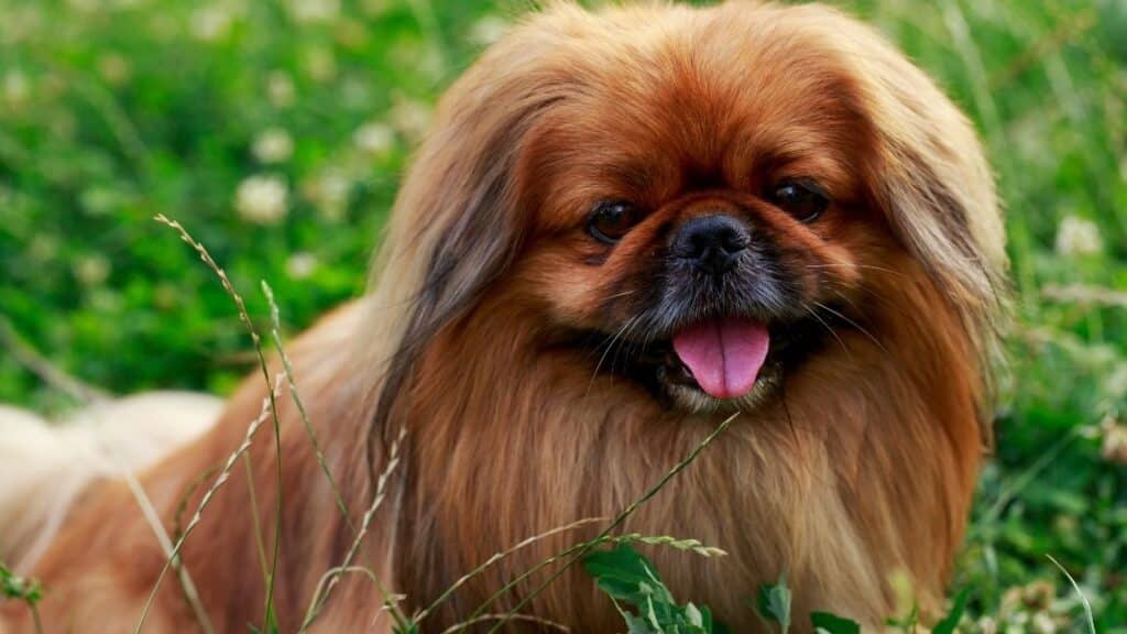 küçük köpek cinsleri